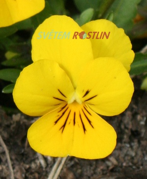violka rohatá Carpet Purple WingsYellow - Viola cornuta Carpet Purple WingsYellow
