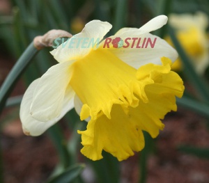 narcis Las Vegas - Narcissus Las Vegas
