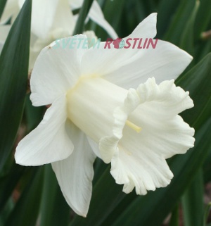 narcis Mount Hood - Narcissus Mount Hood