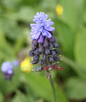 modřenec širokolistý - Muscari latifolium