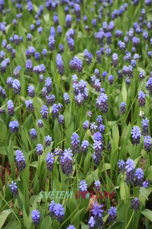 modřenec širokolistý - Muscari latifolium