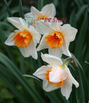 narcis Johann Strauss - Narcissus Johann Strauss