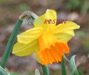 narcis Mary Bohannon - Narcissus Mary Bohannon