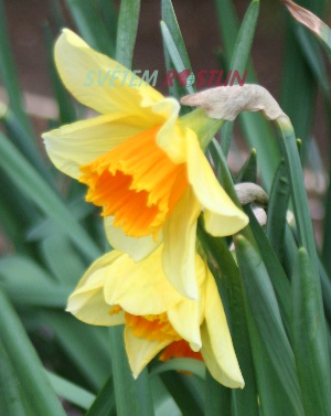 narcis Fortissimo - Narcissus Fortissimo