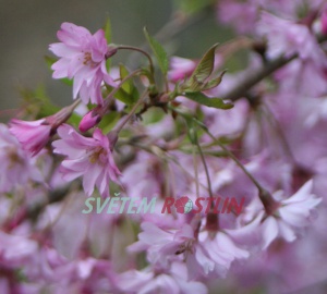 sakura ozdobná Fukubana - Prunus subhirtella Fukubana
