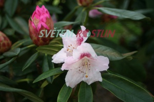 pěnišník Bouzov - Rhododendron hybride Bouzov