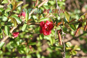 kdoulovec nádherný Texas Scarlet - Chaenomeles ×superba Texas Scarlet