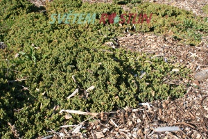 jalovec polehlý Nana - Juniperus procumbens Nana