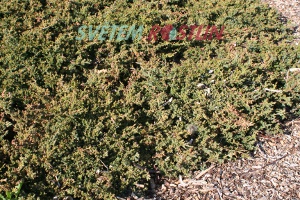 jalovec polehlý Bonin Isles - Juniperus procumbens Bonin Isles