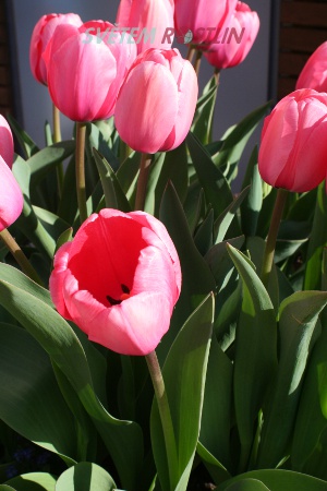 tulipán Pink Impression - Tulipa Pink Impression