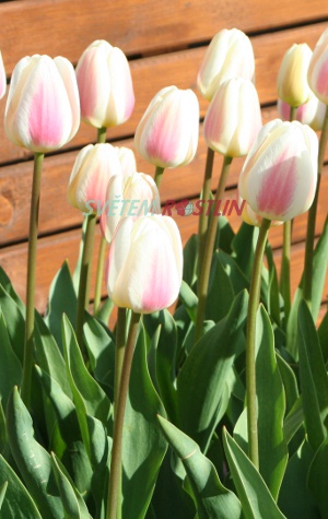 tulipán Beau Monde - Tulipa Beau Monde