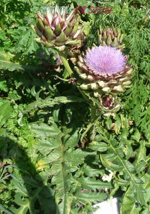 artyčok kardový - Cynara cardunculus