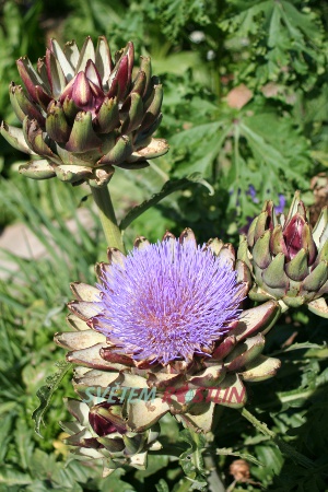 artyčok kardový - Cynara cardunculus