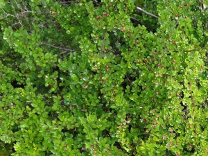 skalník přitisklý - Cotoneaster adpressus