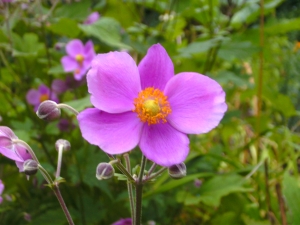 sasanka japonská - Anemone hupehensis