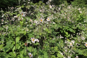 sasanka japonská - Anemone hupehensis