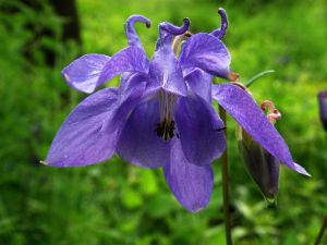 orlíček obecný - Aquilegia vulgaris