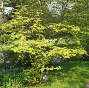 javor japonský Aconitifolium - Acer japonicum Aconitifolium