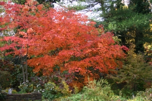 javor japonský Aconitifolium - Acer japonicum Aconitifolium