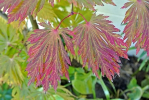 javor japonský Aconitifolium - Acer japonicum Aconitifolium
