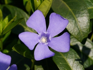 brčál menší - Vinca minor