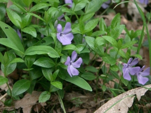 brčál menší - Vinca minor