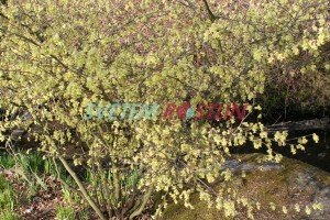 lískovníček širokookvětní - Corylopsis platypetala