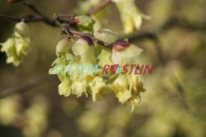 lískovníček širokookvětní - Corylopsis platypetala