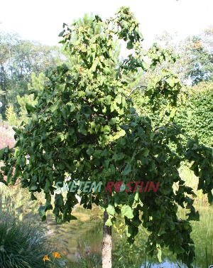 líska obecná Contorta - Corylus avellana Contorta