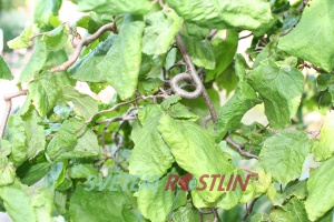 líska obecná Contorta - Corylus avellana Contorta