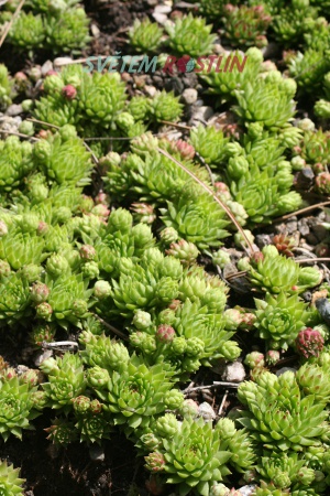 netřeskovec výběžkatý pravý - Jovibarba globifera subsp. globifera