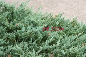 jalovec polehlý Blue Chip - Juniperus horizontalis Blue Chip