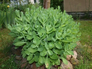 rozchodník nádherný - Sedum spectabile