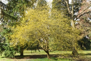 dřín jarní - Cornus mas