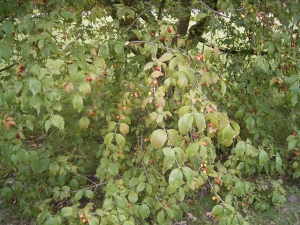 dřín jarní - Cornus mas