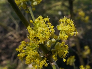 dřín jarní - Cornus mas