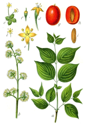 dřín jarní - Cornus mas