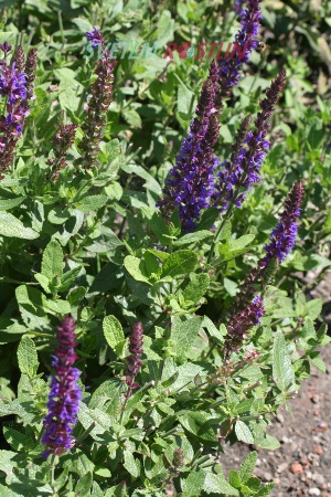 šalvěj hajní Ostfriesland - Salvia nemorosa Ostfriesland