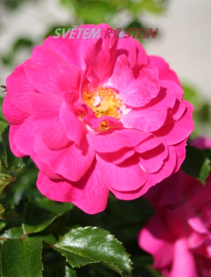 růže Heidetraum - Rosa Heidetraum