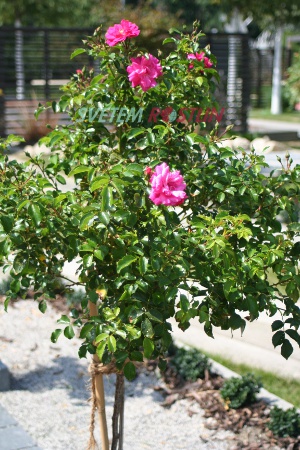 růže Heidetraum - Rosa Heidetraum