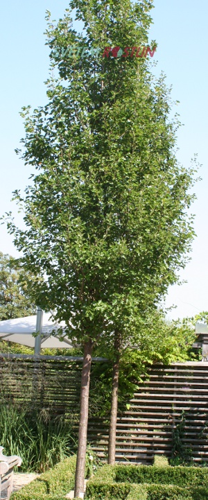 Pyrus calleryana Chanticleer