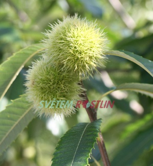 kaštanovník jedlý - Castanea sativa