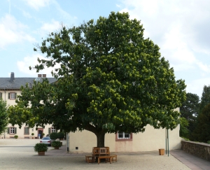 kaštanovník jedlý - Castanea sativa