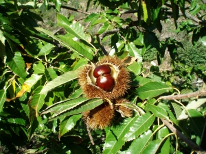 kaštanovník jedlý - Castanea sativa