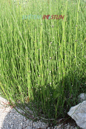 přeslička zimní - Equisetum hyemale