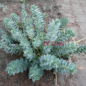 pryšec myrtovitý - Euphorbia myrsinites