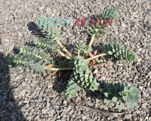 pryšec myrtovitý - Euphorbia myrsinites