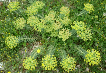 pryšec myrtovitý - Euphorbia myrsinites