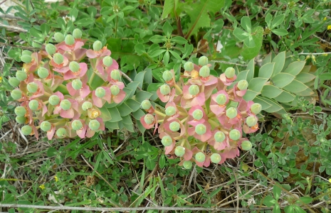 pryšec myrtovitý - Euphorbia myrsinites