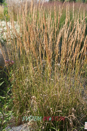 třtina Karl Foerster - Calamagrostis × acutiflora Karl Foerster